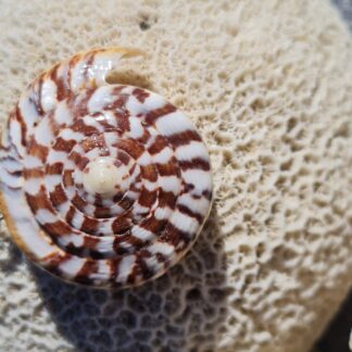 Pendentif "Conus Canelle"