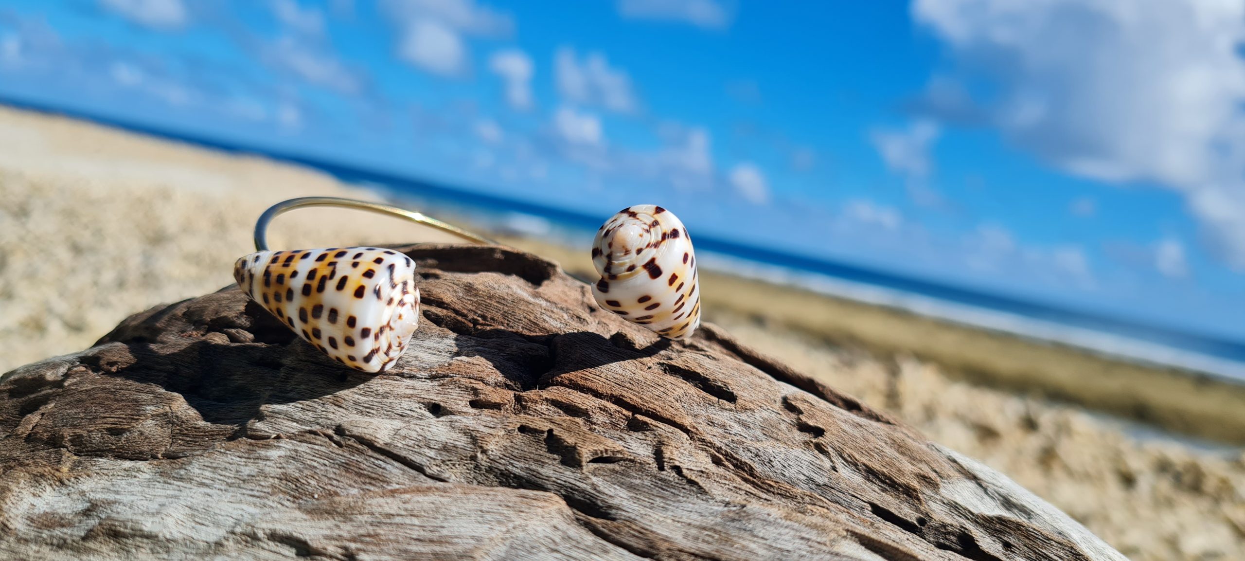 Jonc en acier inoxydable avec coquillages Conus