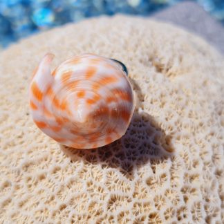 Bague « Nautilus Corail » – coquillage spiralé orange/ivoire (anneau réglable)