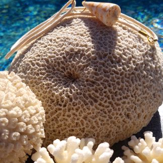 Collier Conus Naturel