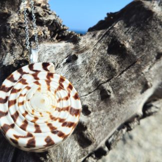 Pendentif coquillage Conus avec chaîne en acier inoxydable